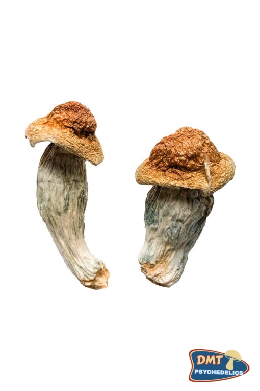 Buy Melmac (Homestead Penis Envy) Magic Mushrooms